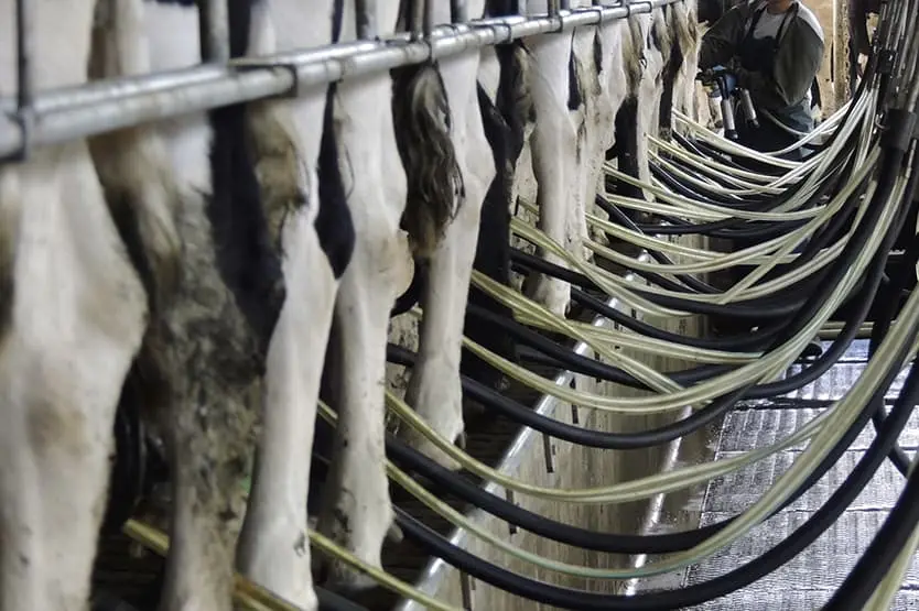 Клининг на предприятиях молочной промышленности